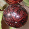 Rhamnus punctata