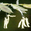 Leersia hexandra