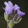 Erodium ciconium