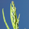 Poa annua