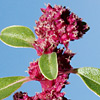 Amaranthus graecizans