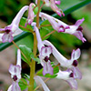 Corydalis triternata