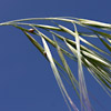 Bromus rigidus