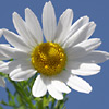 Anthemis philistea