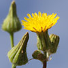 Sonchus tenerrimus