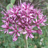 Allium tel-avivense