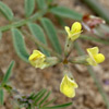 Hippocrepis areolata