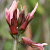 Astragalus palaestinus