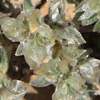 Paronychia capitata