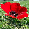 Anemone coronaria