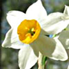 Common Narcissus 