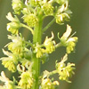 Reseda lutea