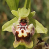 Ophrys flavomarginata