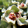 Atriplex glauca