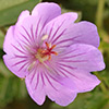 Geranium libanoticum