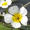 Ranunculus saniculifolius