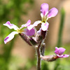 Malcolmia africana