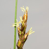 Carex divisa