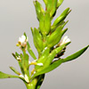 Lepidium spinosum