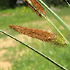 Carex hispida