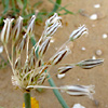 Allium desertorum