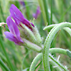 Astragalus callichrous