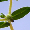 Ehuphorbia granulata