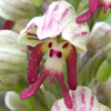 Galilee Orchid  