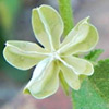 Hibiscus micranthus