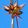 Juncus capitatus