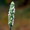 Phleum exaratum