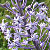 Hyacinth Squill 