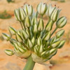 Allium sinaiticum