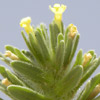 Arnebia linearifolia