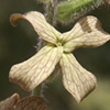 Hesperis scabrum