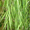 Bromus sterilis