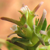 Valerianella sclerocarpa