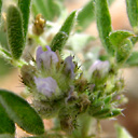 Astragalus epiglottis