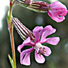 Silene colorata