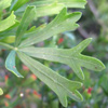 Rhus pentaphylla