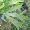 Searsia pentaphylla