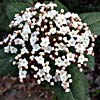 Viburnum tinus