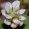 Trifolium erubescens