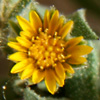 Calendula tripterocarpa