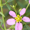 Fagonia tenuifolia