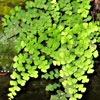 Adiantum capillus-veneris