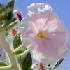 Convolvulus spicatus