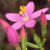 Centaurium erythraea