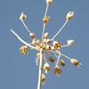 Allium decaisnei