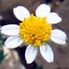 Anthemis hebronica